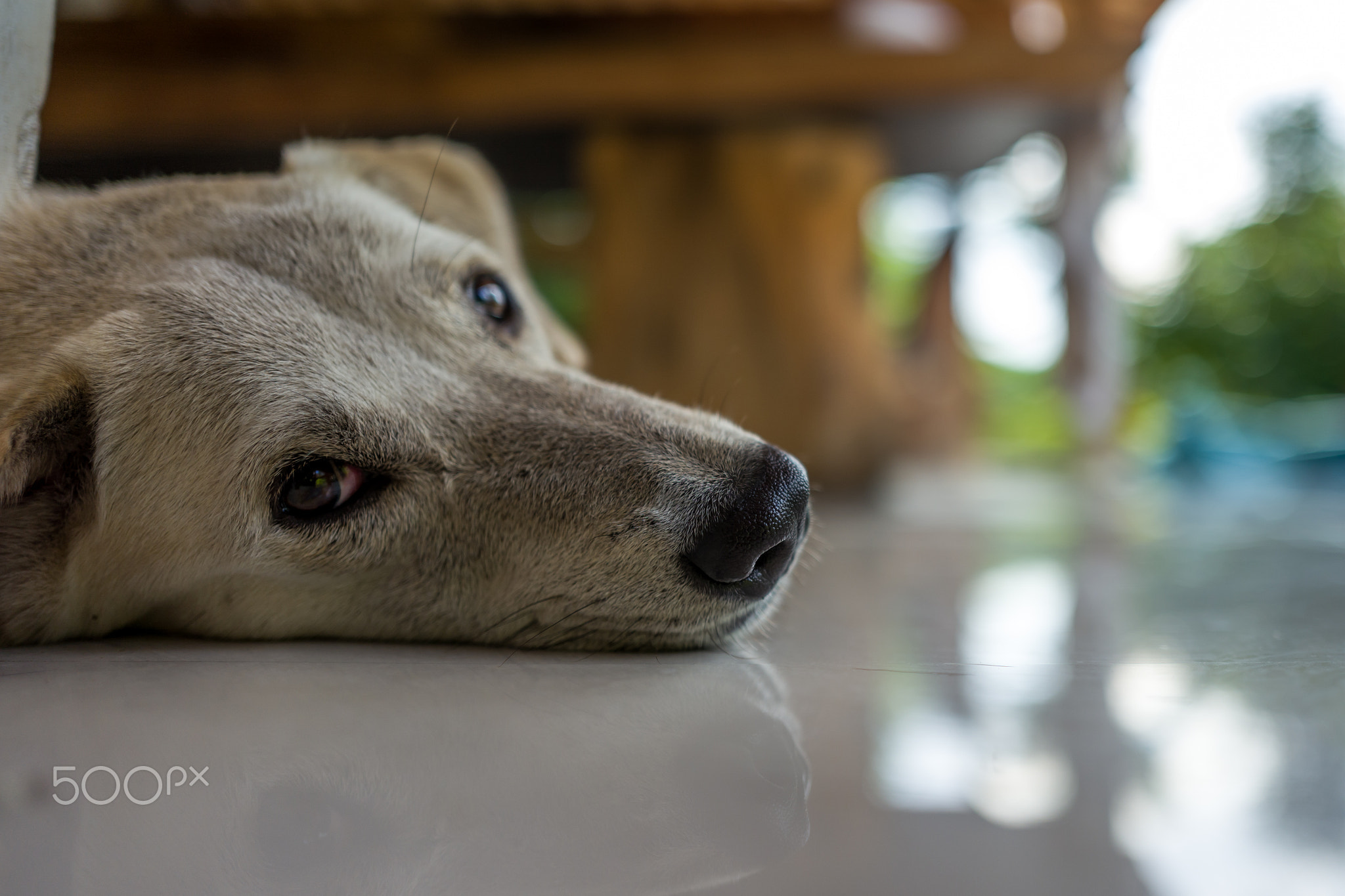 A relaxed dog in a cafe