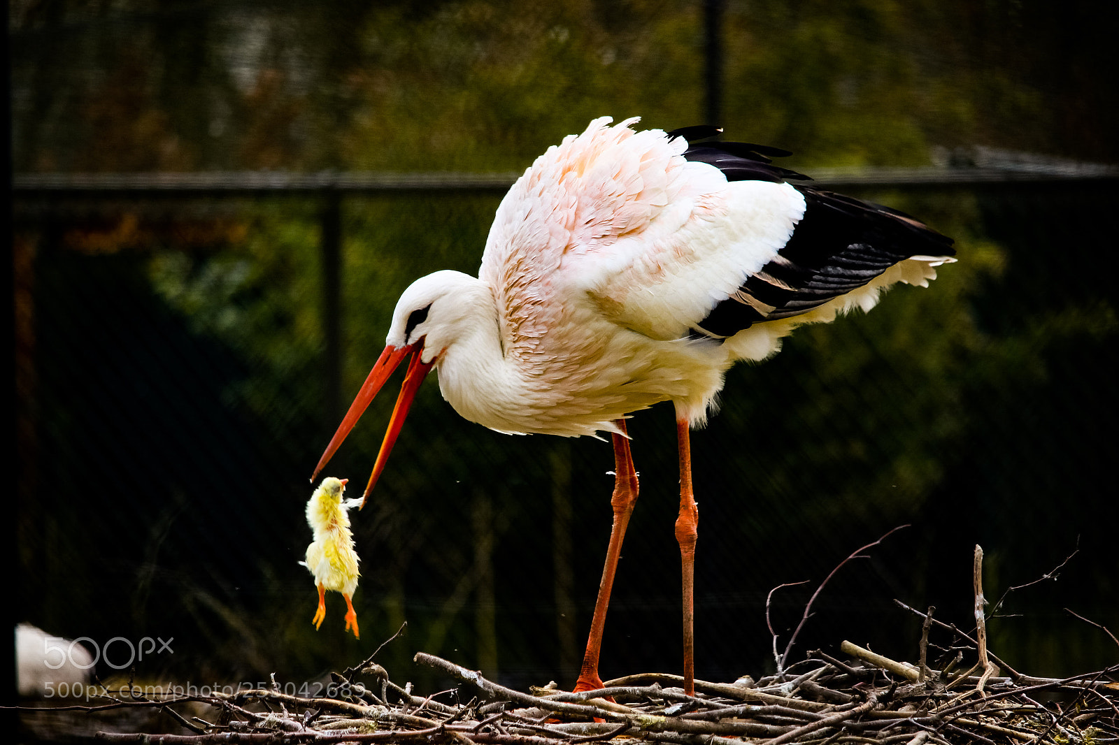 Canon EOS 600D (Rebel EOS T3i / EOS Kiss X5) sample photo. Eating stork photography