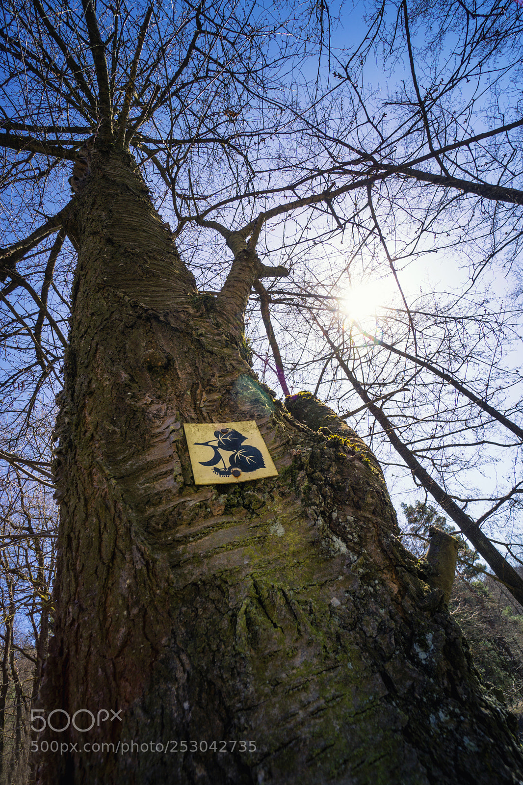 Sony a6000 sample photo. Low angle view up photography