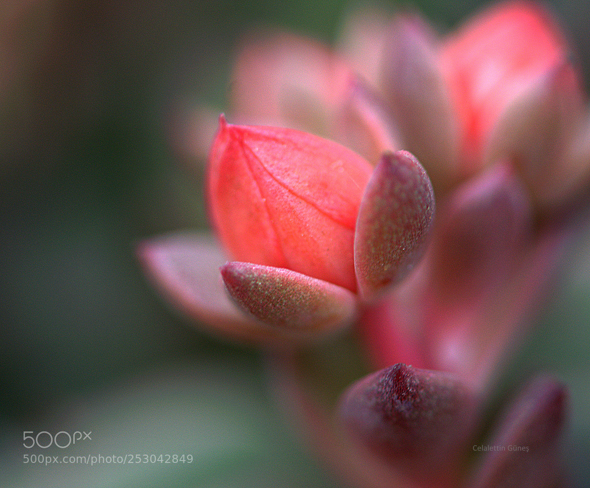 Nikon D300 sample photo. Pink details photography