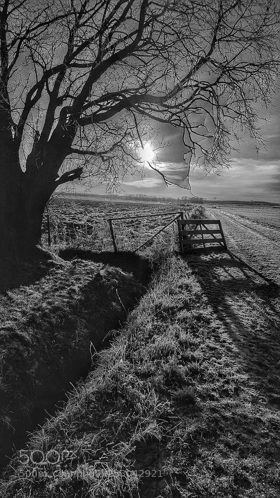 Samsung Galaxy S6 sample photo. Tree in bw photography