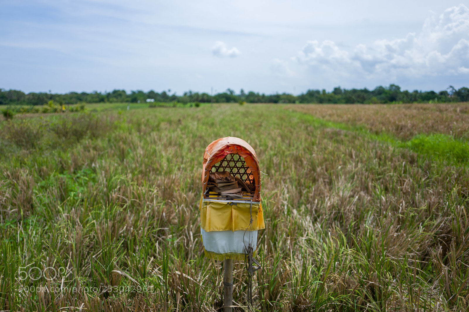 Leica Q (Typ 116) sample photo. View on rice fields photography