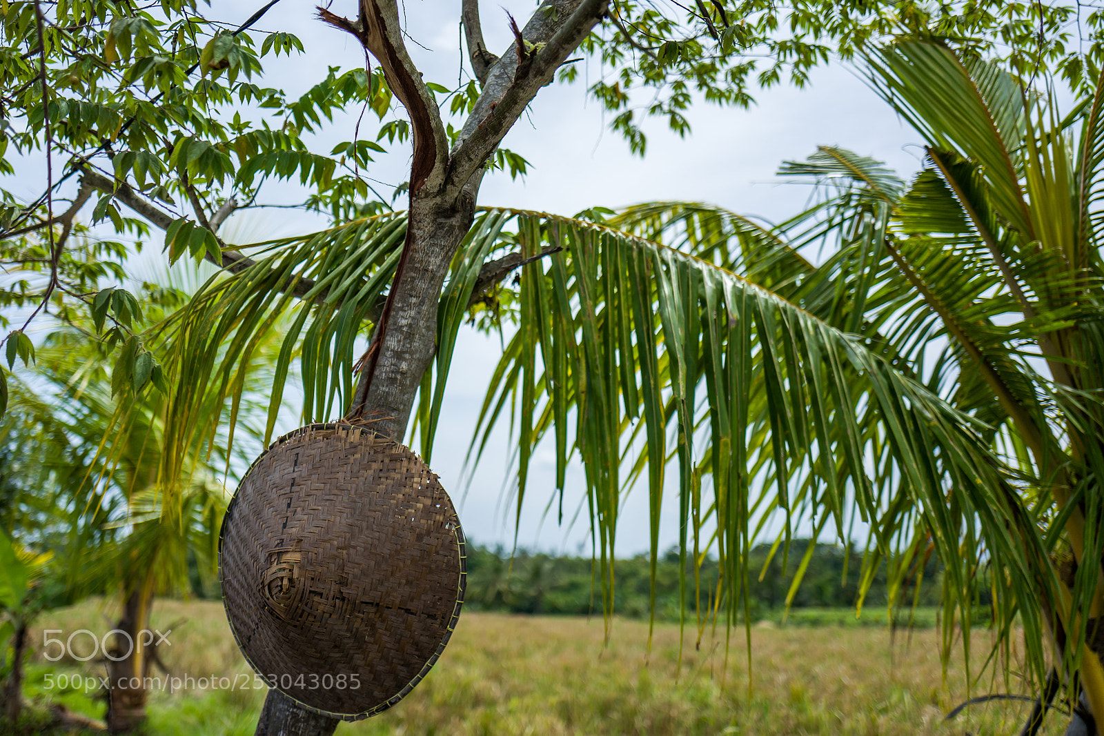 Leica Q (Typ 116) sample photo. View on rice fields photography