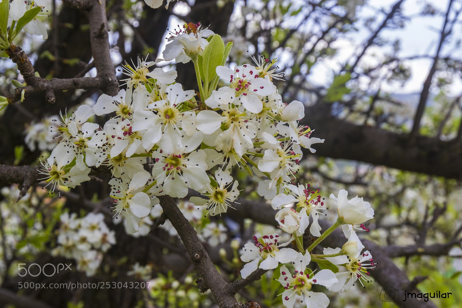 Canon EOS 7D Mark II sample photo. Ka photography