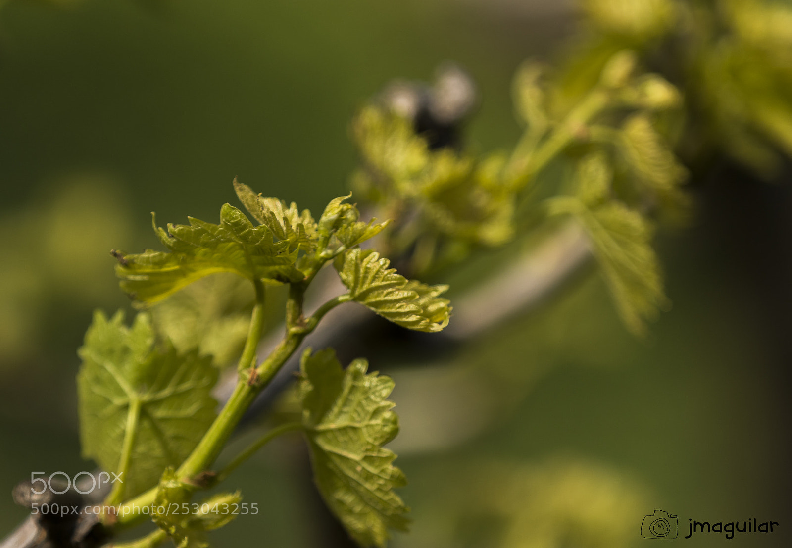 Canon EOS 7D Mark II sample photo. Brotes nuevos photography
