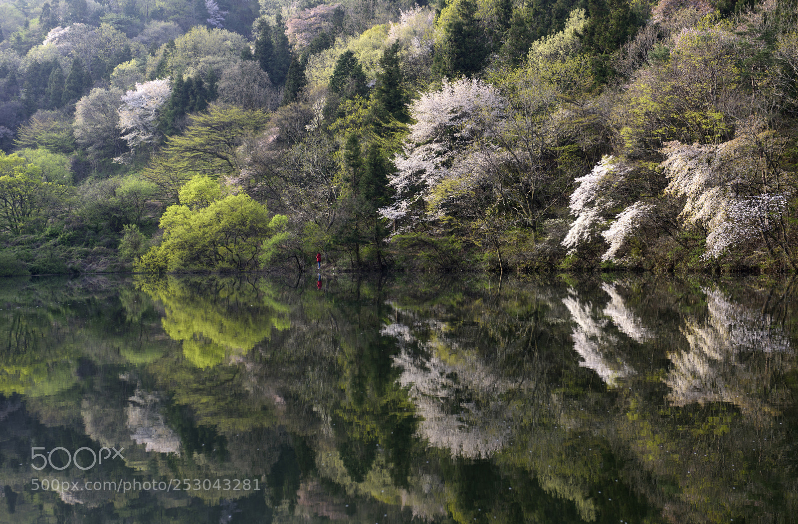 Nikon D810 sample photo. Memory of spring photography