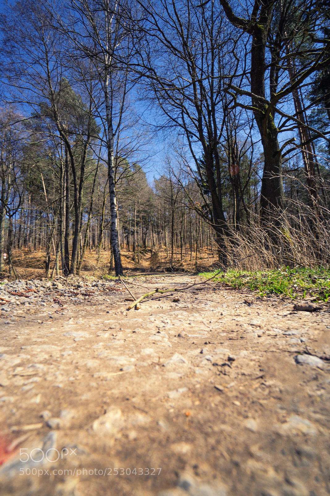 Sony a6000 sample photo. Forest view to the photography