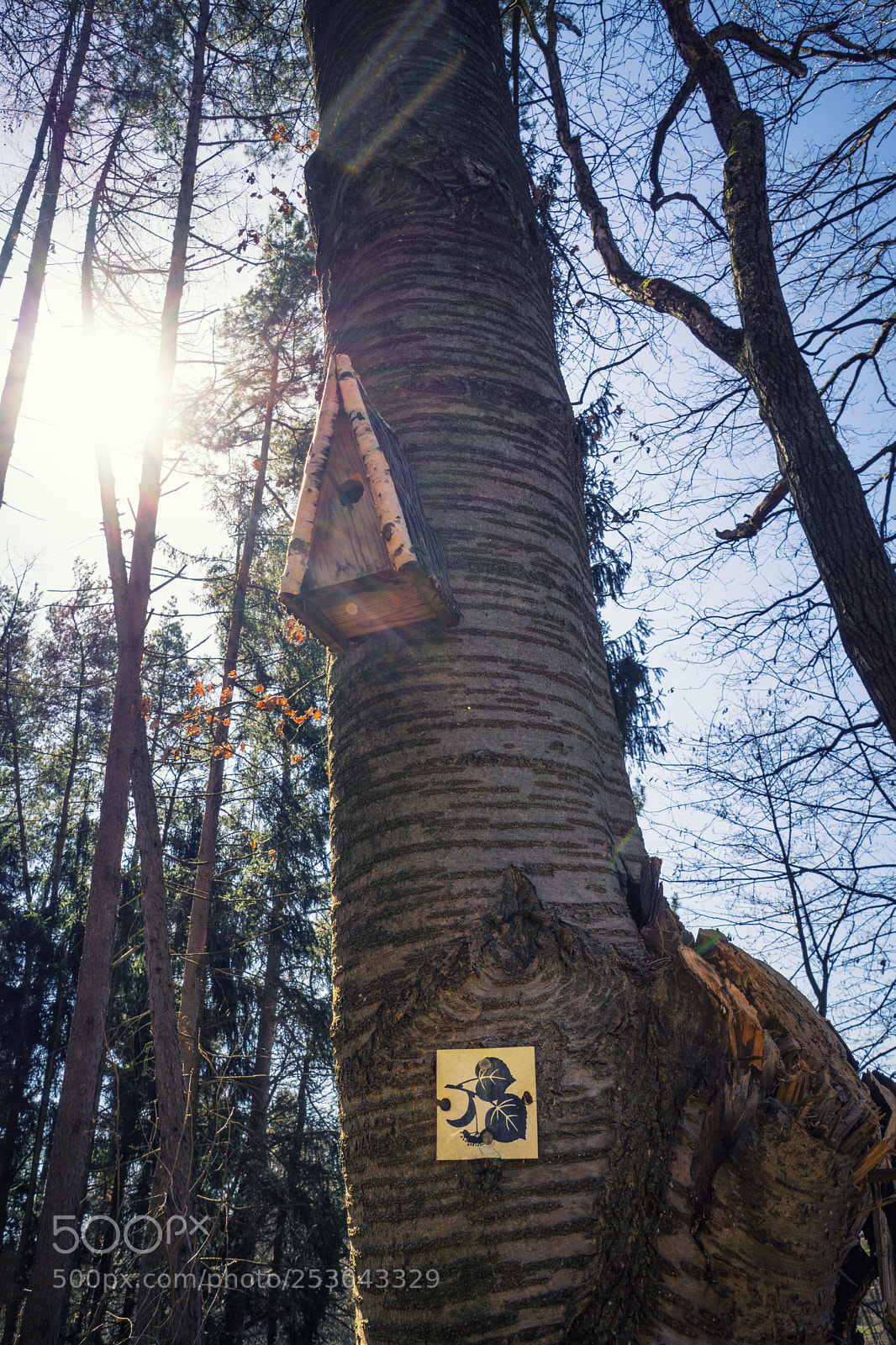 Sony a6000 sample photo. Sunshine behind a tree photography