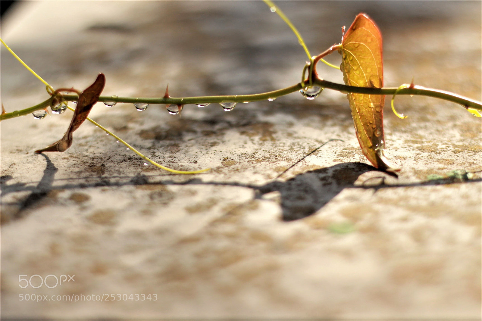 Canon EOS 700D (EOS Rebel T5i / EOS Kiss X7i) sample photo. Leaf in spring photography