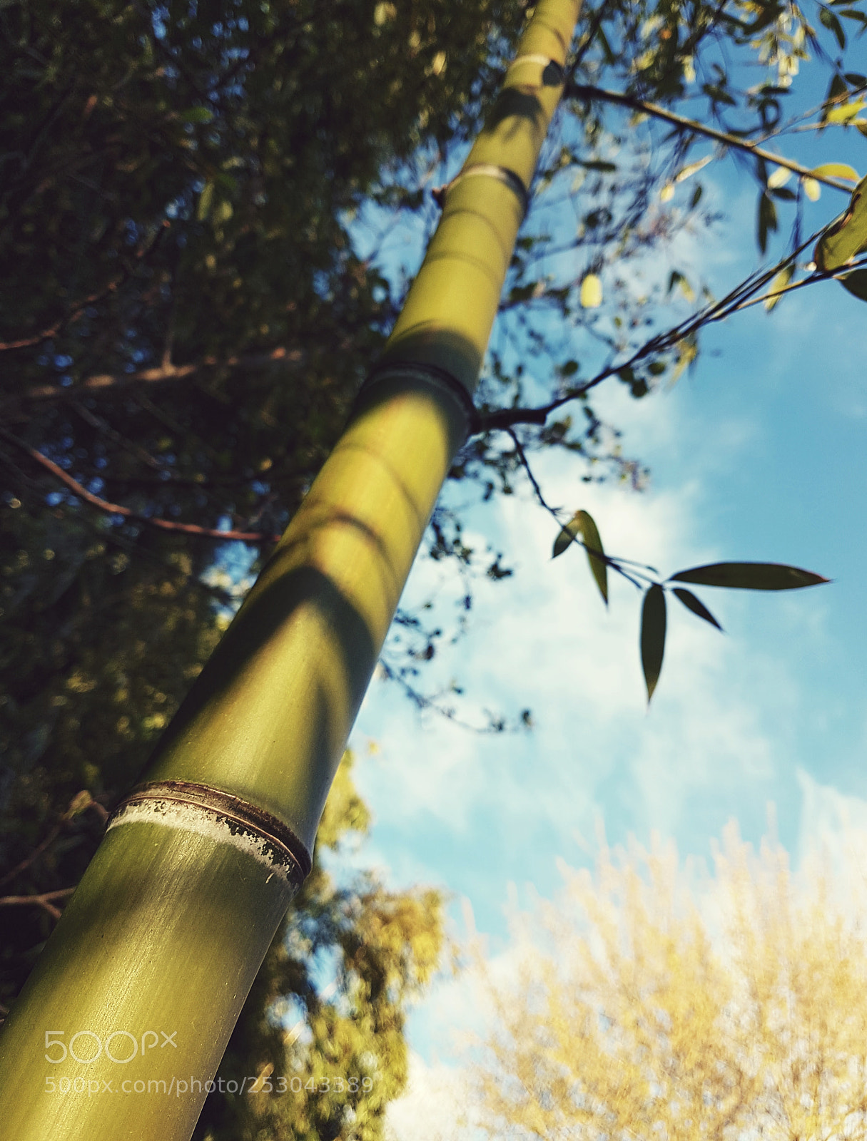 Samsung Galaxy S7 sample photo. "the bamboo's way..." photography