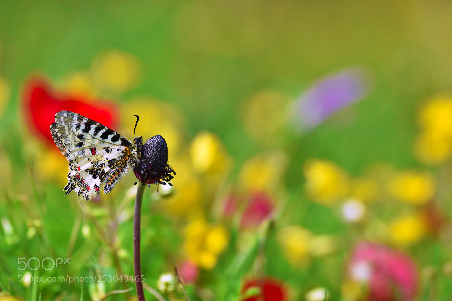 Nikon D7200 sample photo. Zerynthia cerisyi photography