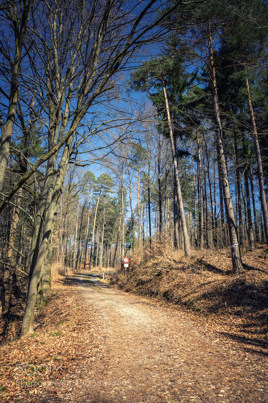 Sony a6000 sample photo. Forest view to the photography