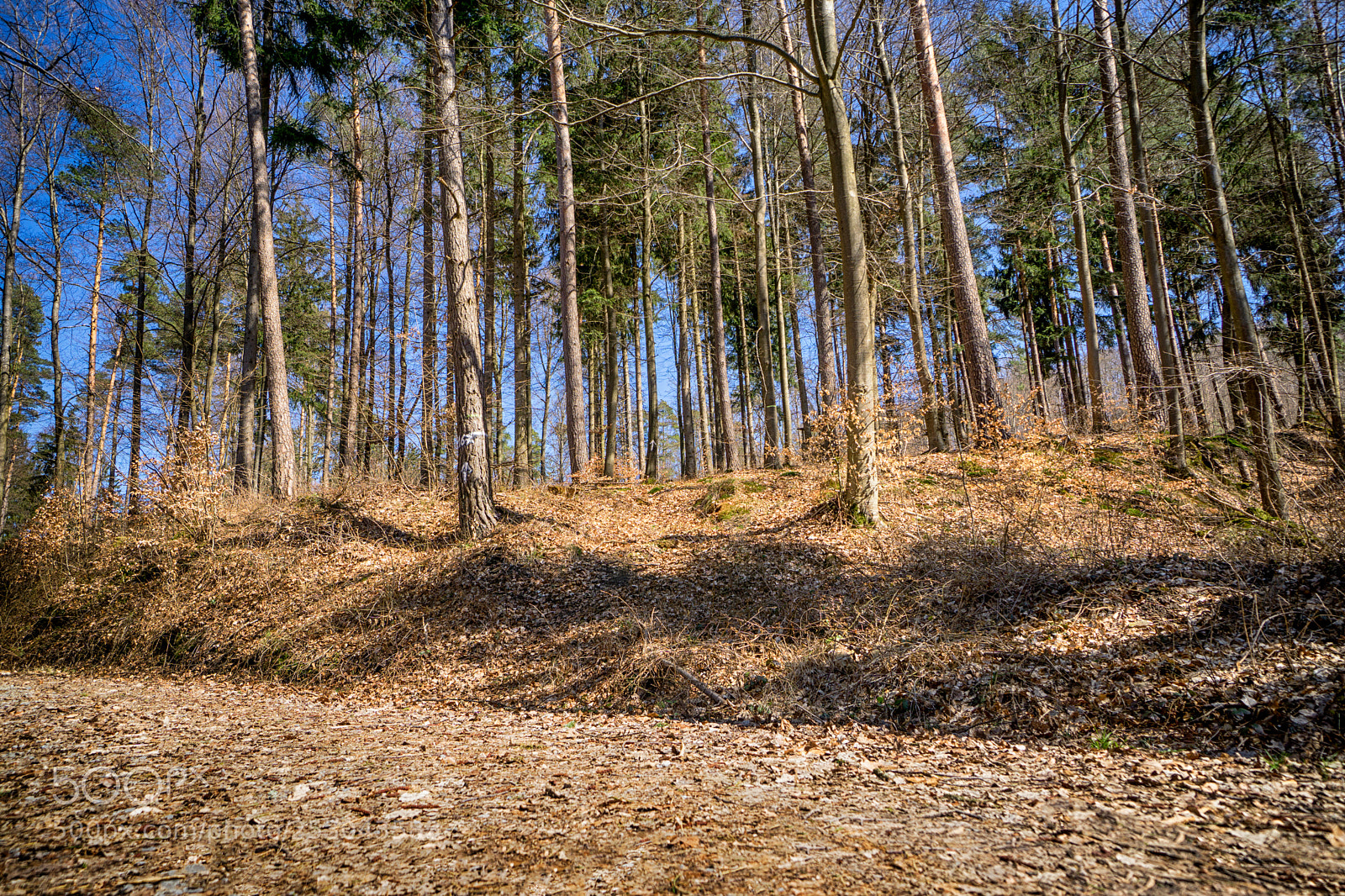 Sony a6000 sample photo. Forest view to the photography