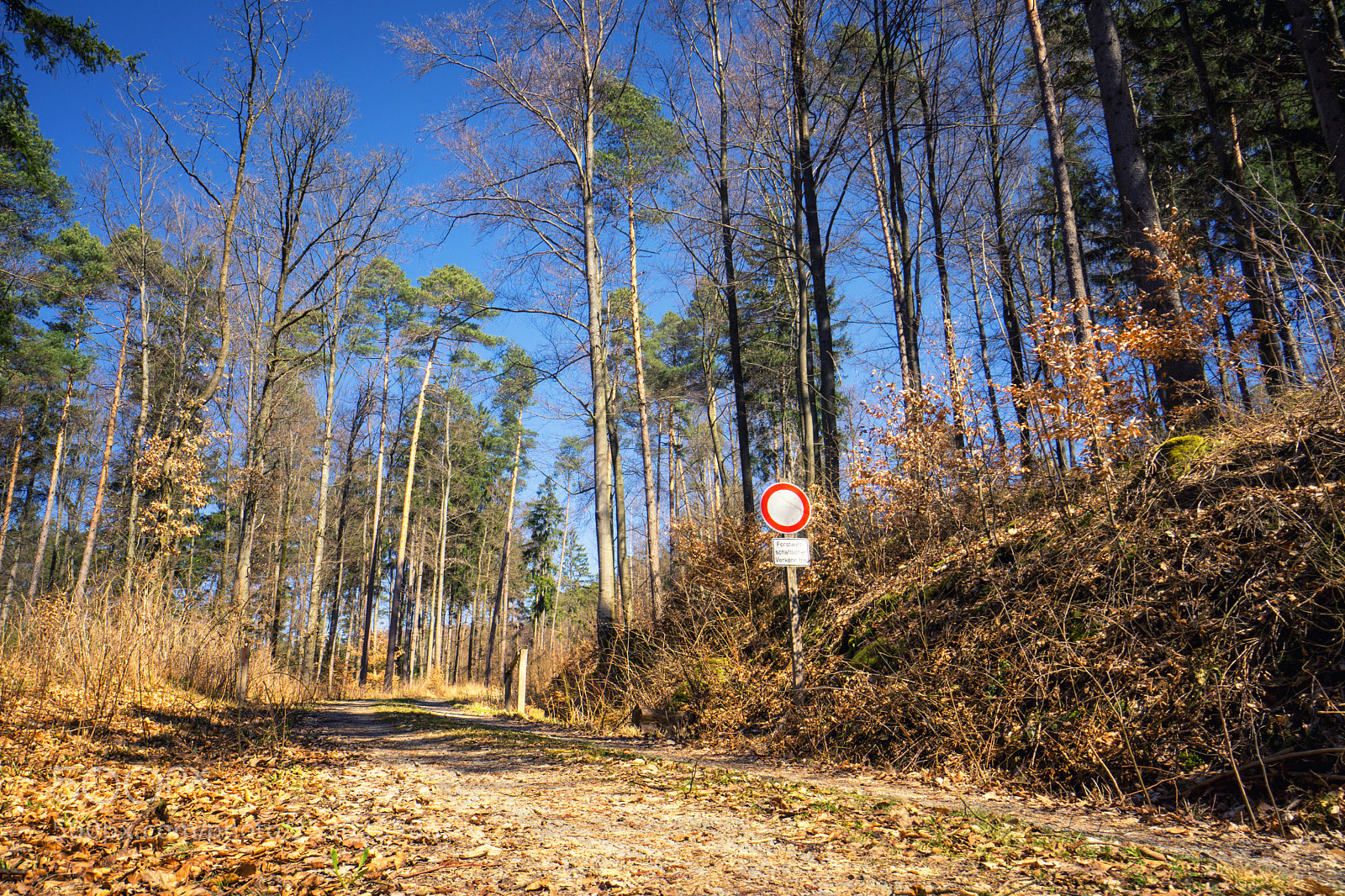 Sony a6000 sample photo. Forest view to the photography