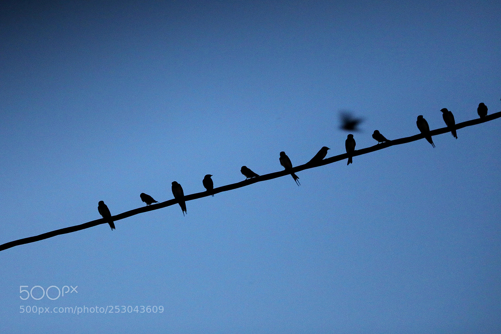 Canon EOS 5D Mark IV sample photo. Birds photography