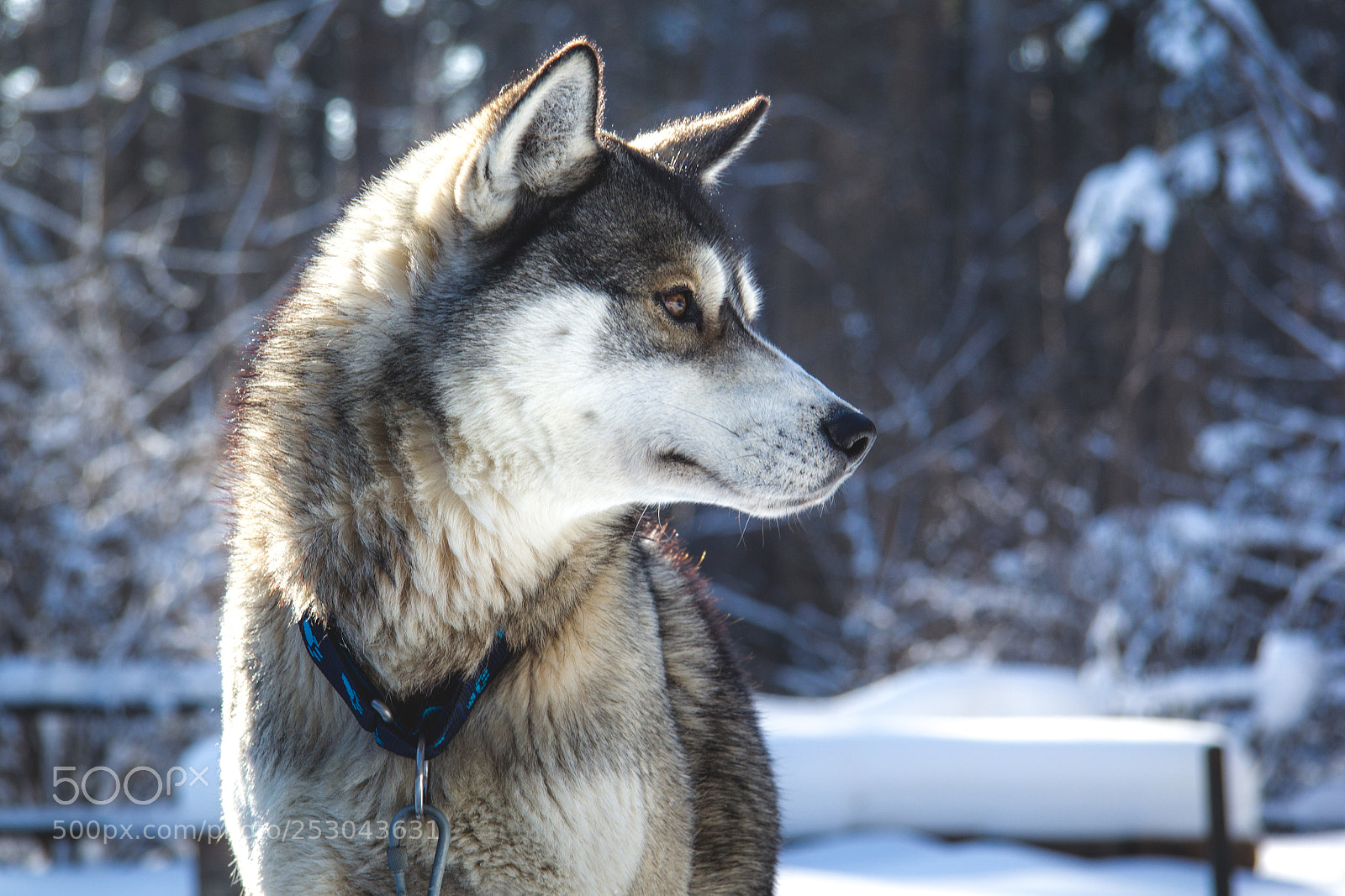 Canon EOS 60D sample photo. Husky photography