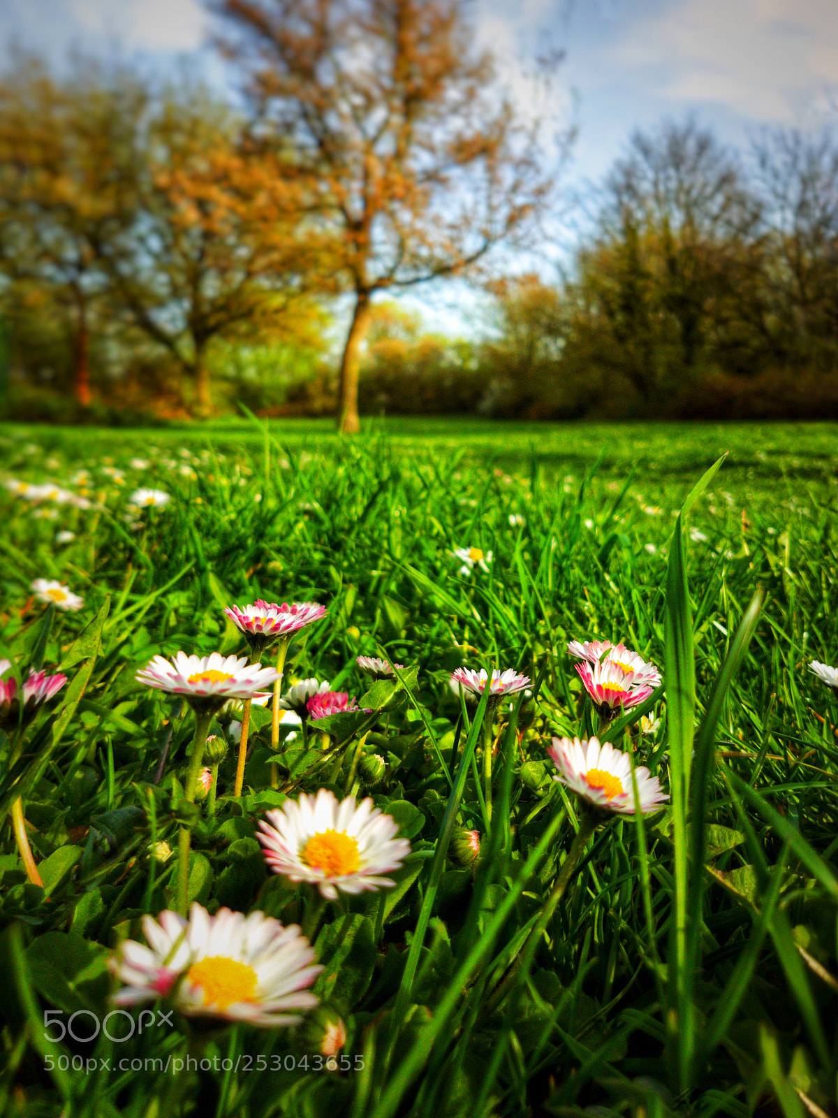 Samsung Galaxy S7 Edge sample photo. Wiese photography