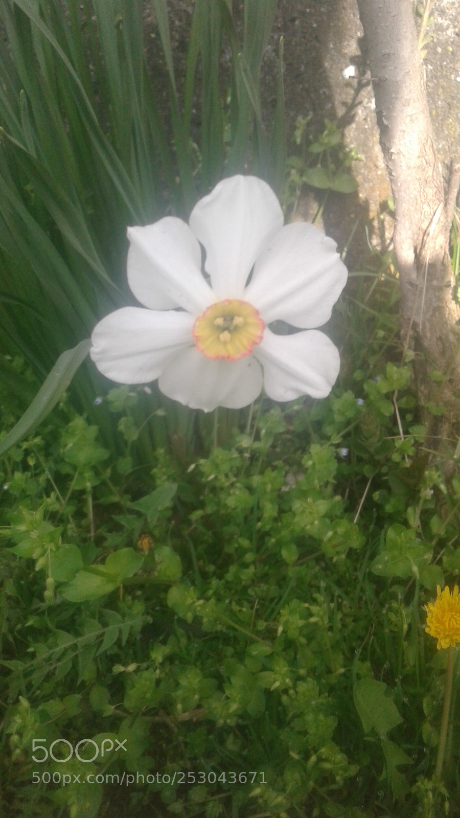 Samsung Galaxy J1 sample photo. Untitled photography