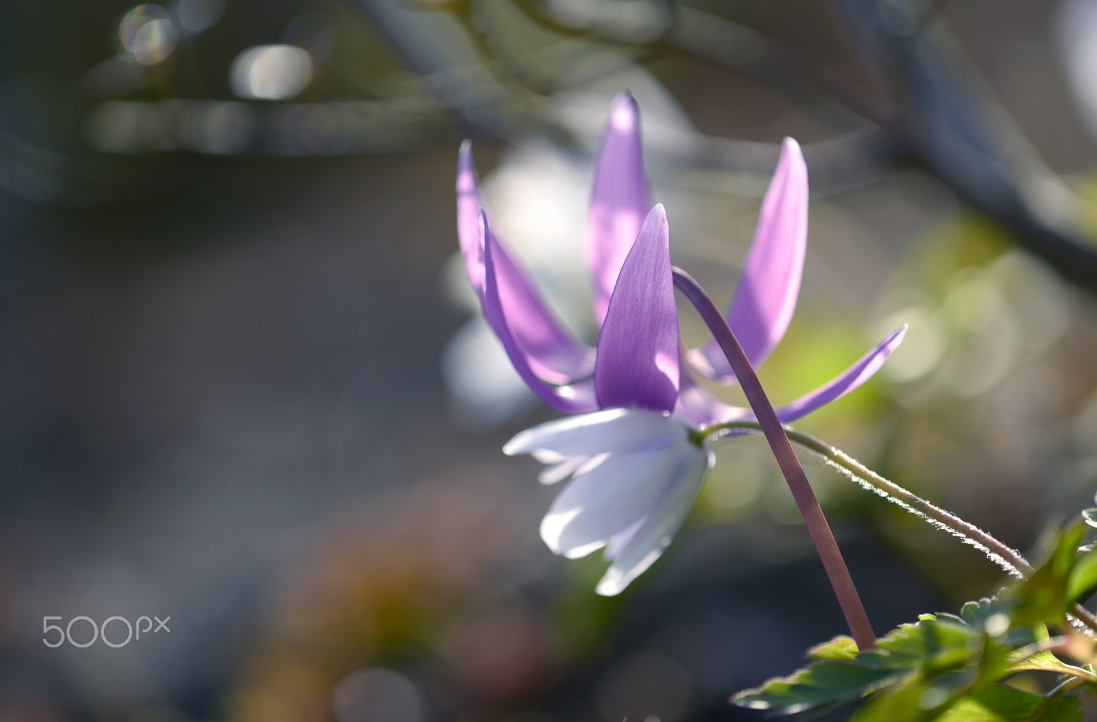 Tamron SP AF 180mm F3.5 Di LD (IF) Macro sample photo. 愛のささやき photography