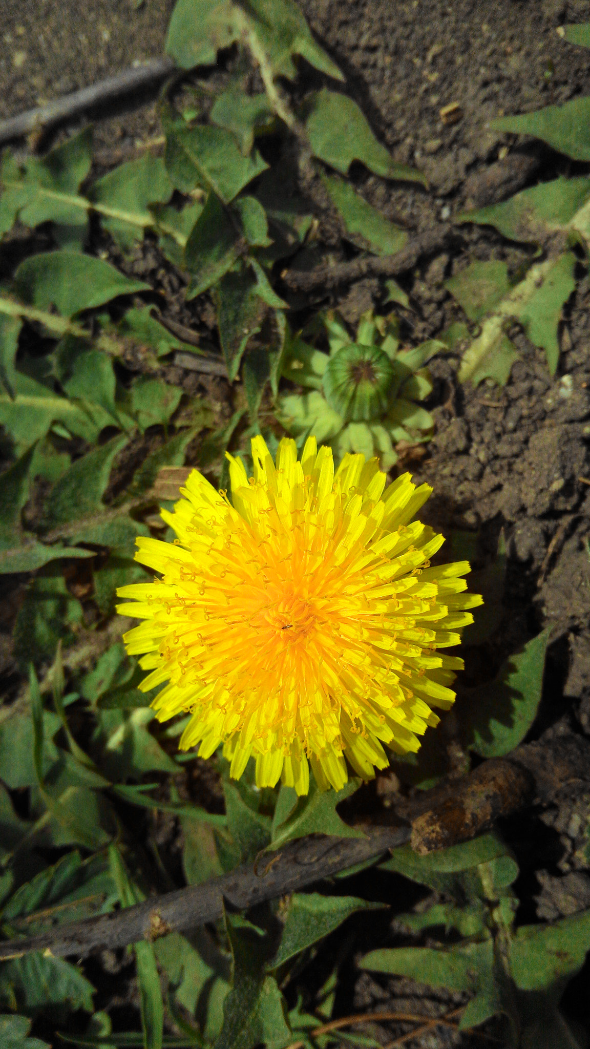 ASUS Z002 sample photo. Common dandelion photography