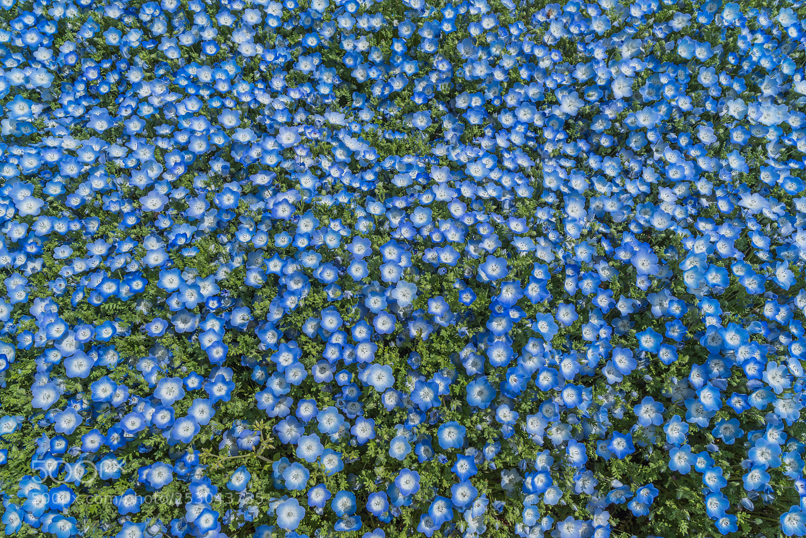 Pentax K-1 sample photo. Nemophila photography