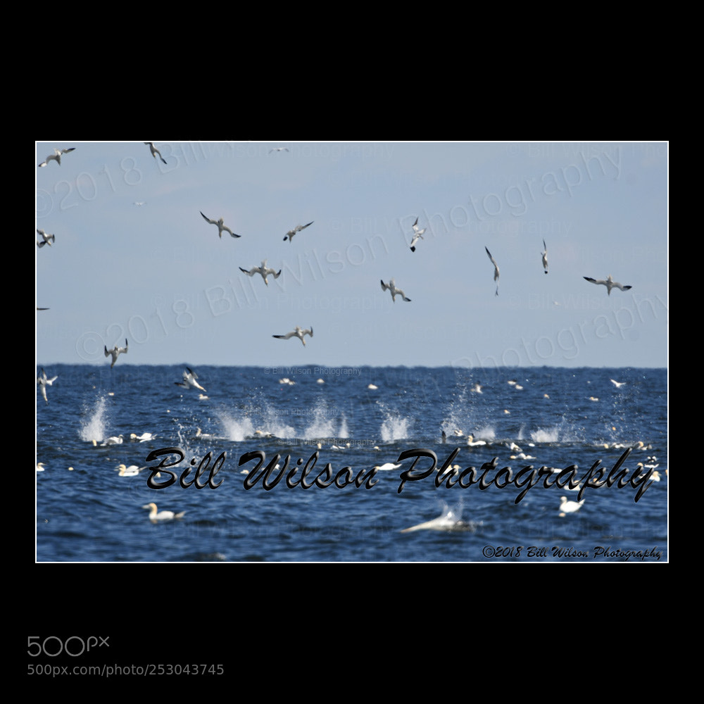 Nikon D500 sample photo. Dive bombing gannets photography