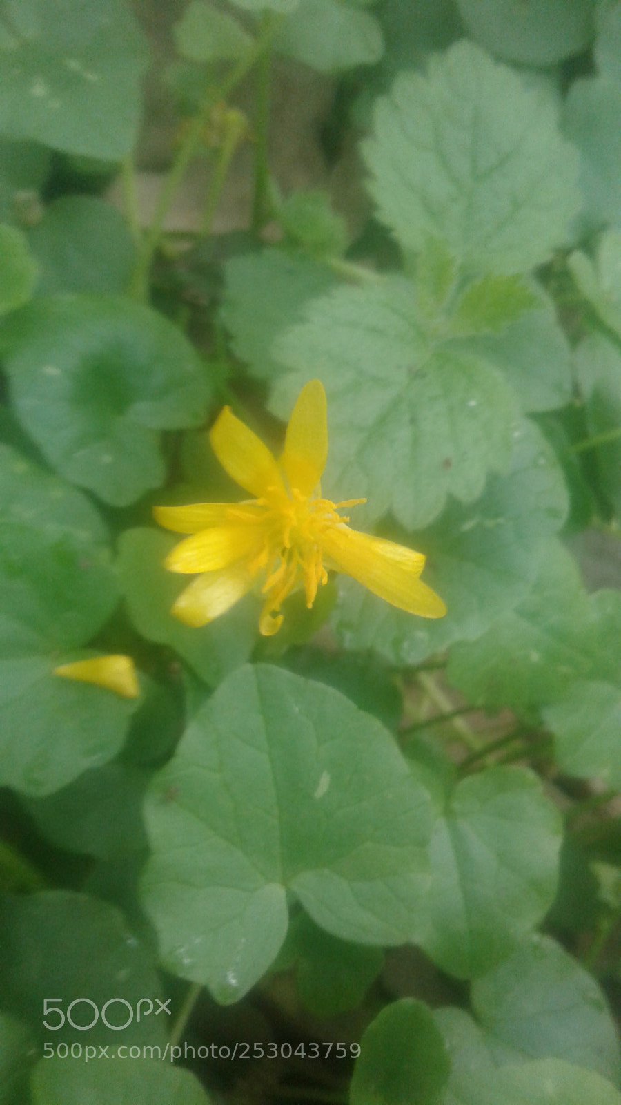 Samsung Galaxy J1 sample photo. Untitled photography