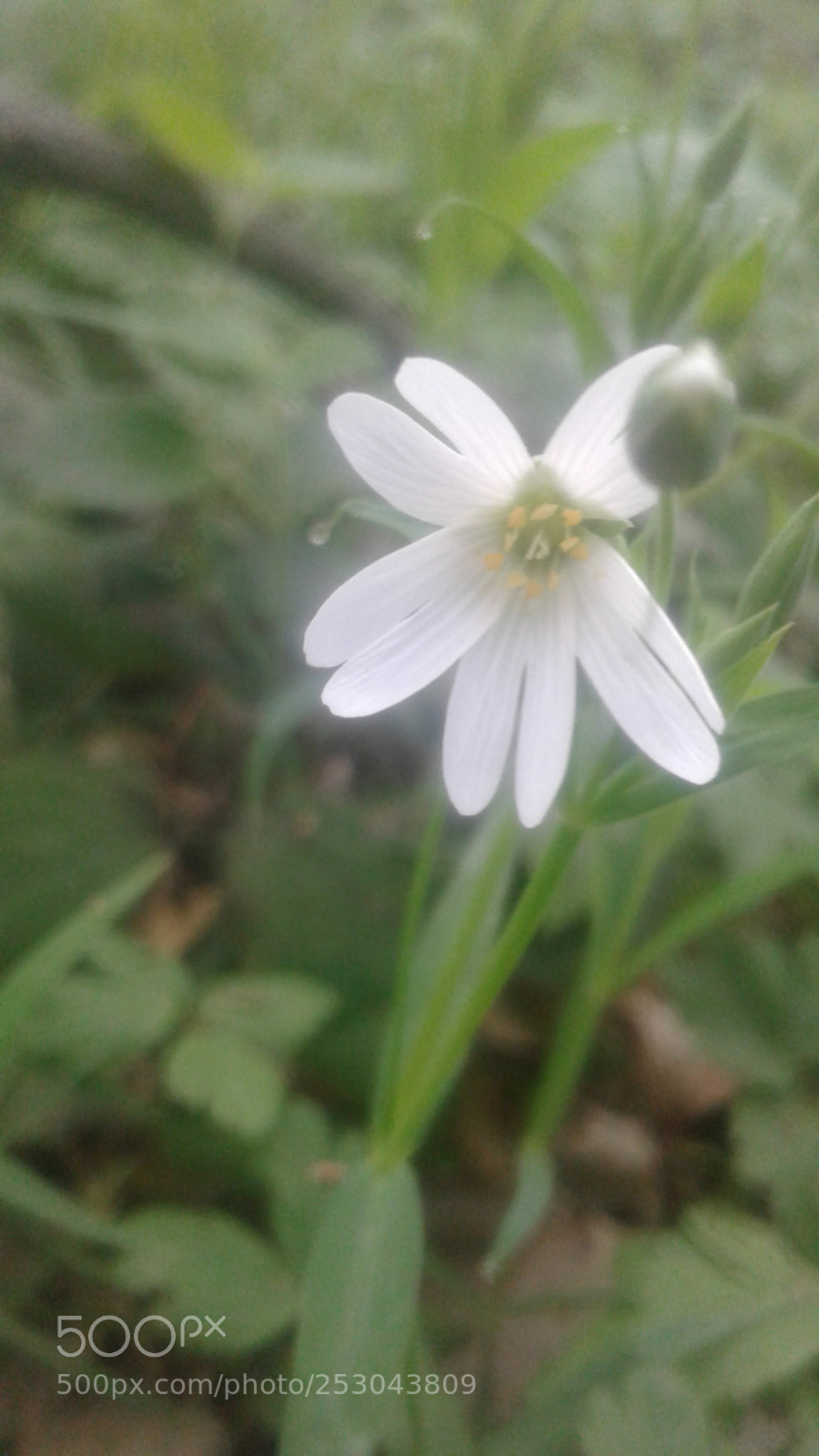 Samsung Galaxy J1 sample photo. Untitled photography