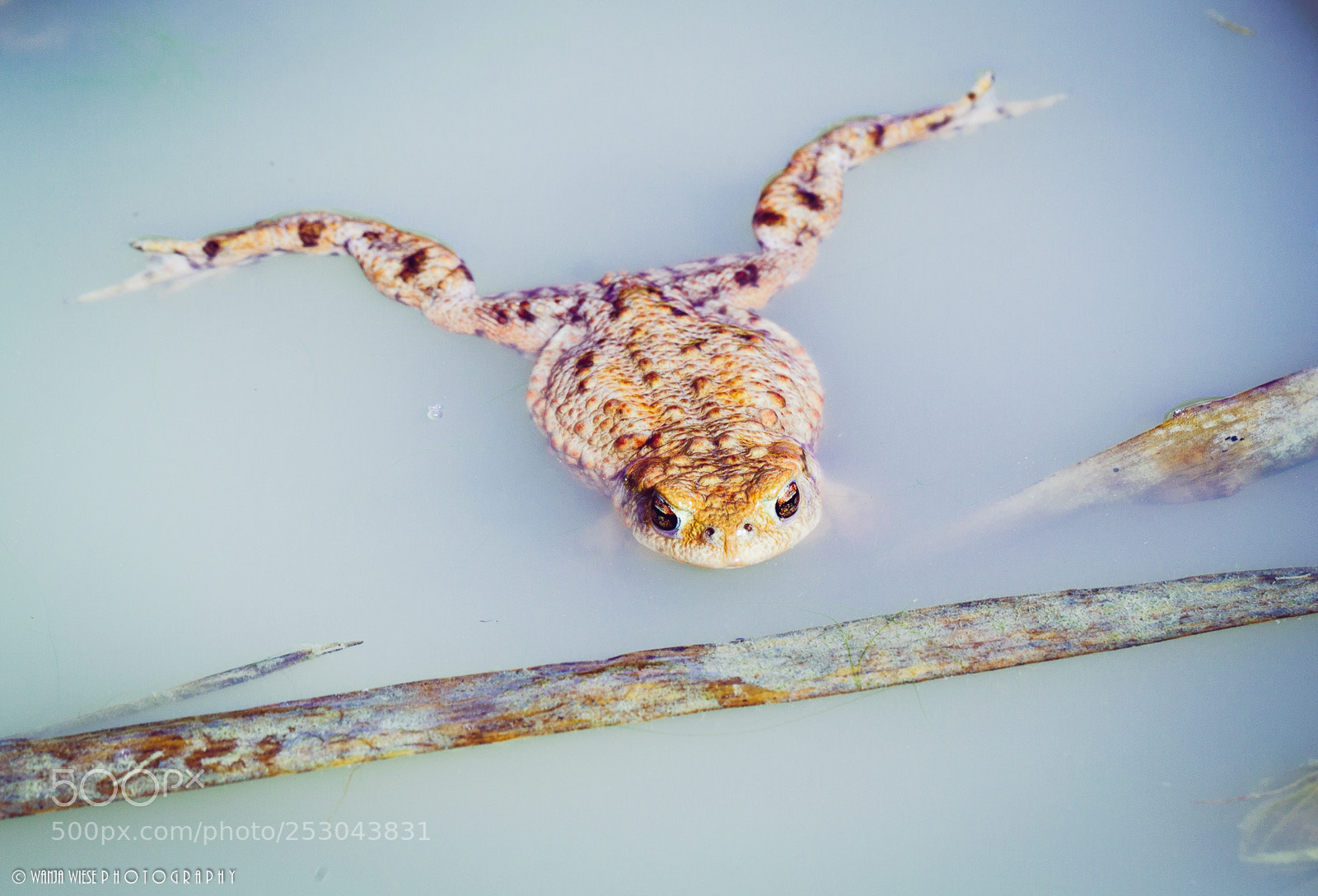 Canon EOS-1D Mark IV sample photo. Joe the toad photography