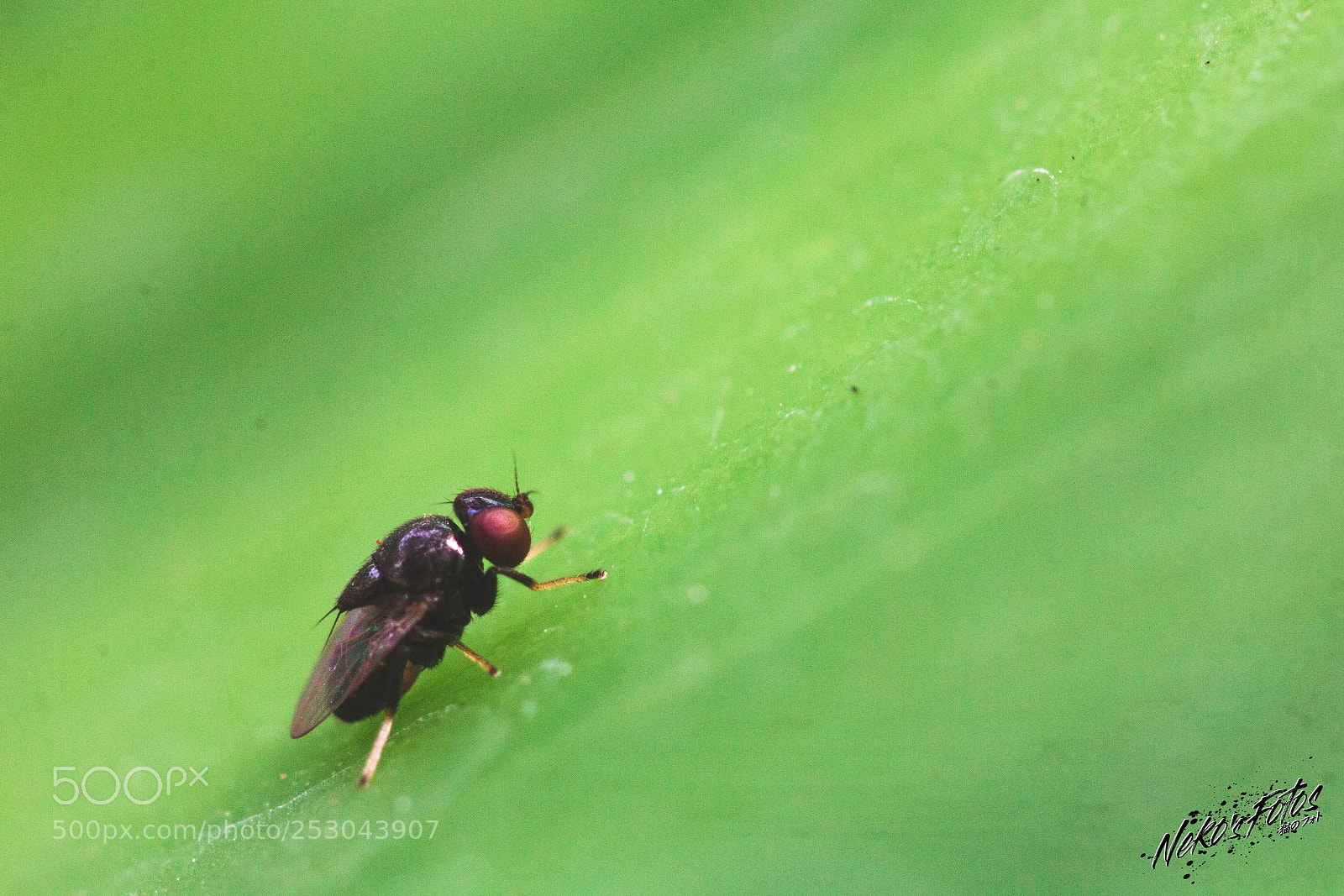 Canon EOS 60D sample photo. Buggy06: baby bug photography
