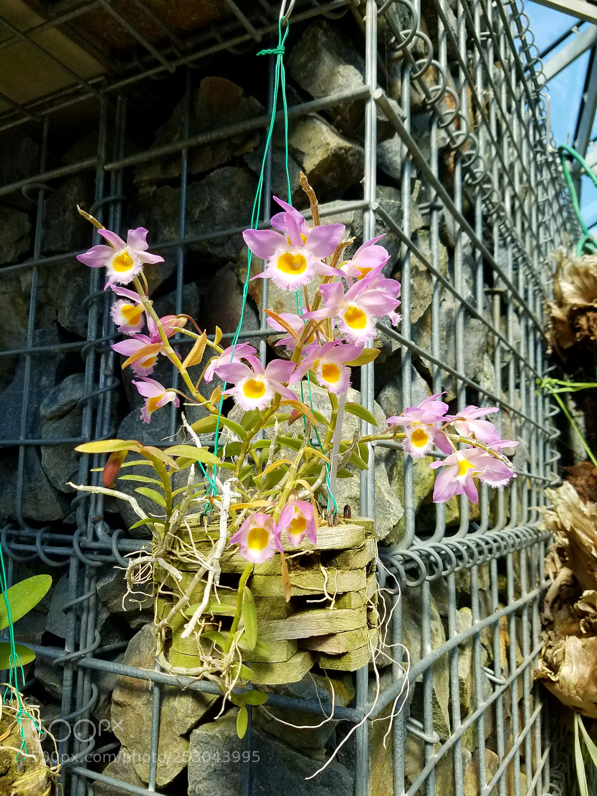Samsung Galaxy S7 Edge sample photo. Untitled photography