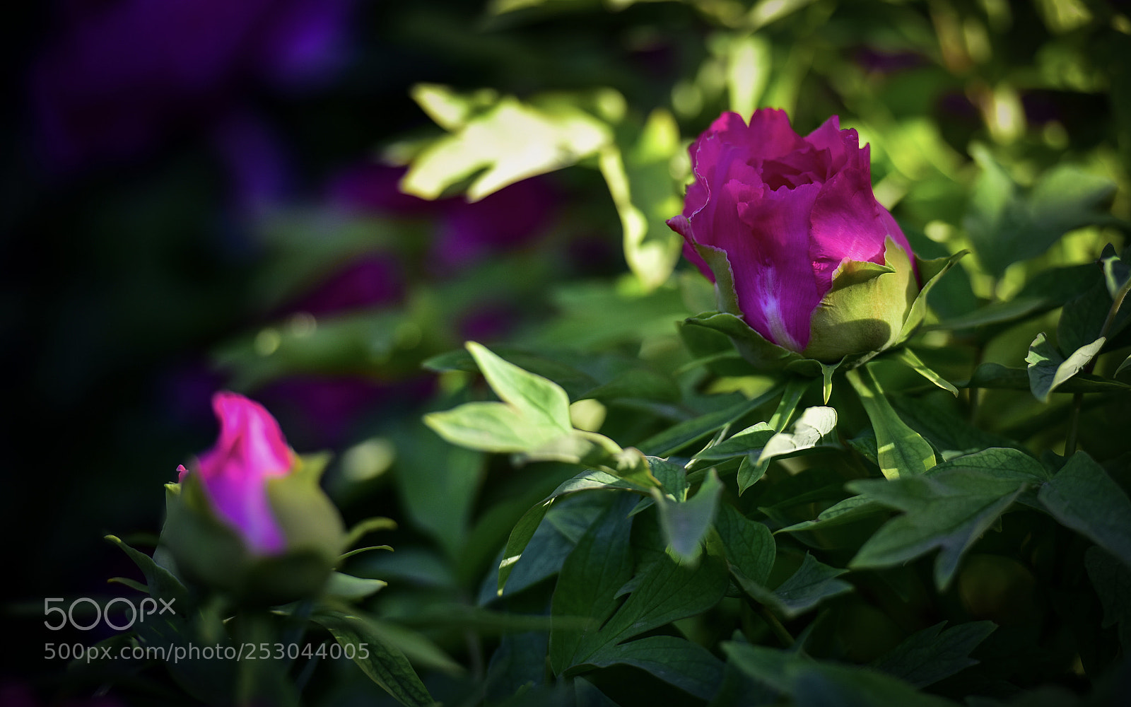 Nikon D810 sample photo. 花蕾 photography