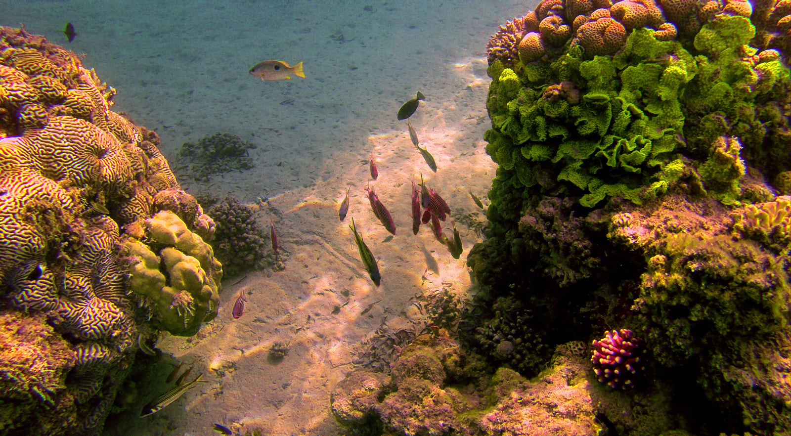 GoPro HERO3+ Black Edition sample photo. Dcim\100gopro photography