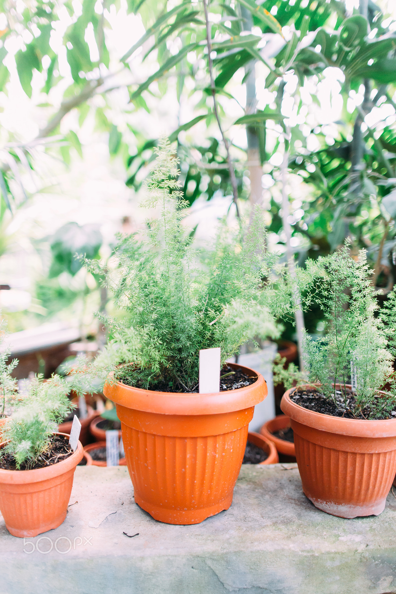 Rare plants in the pots. Greenhouse location.