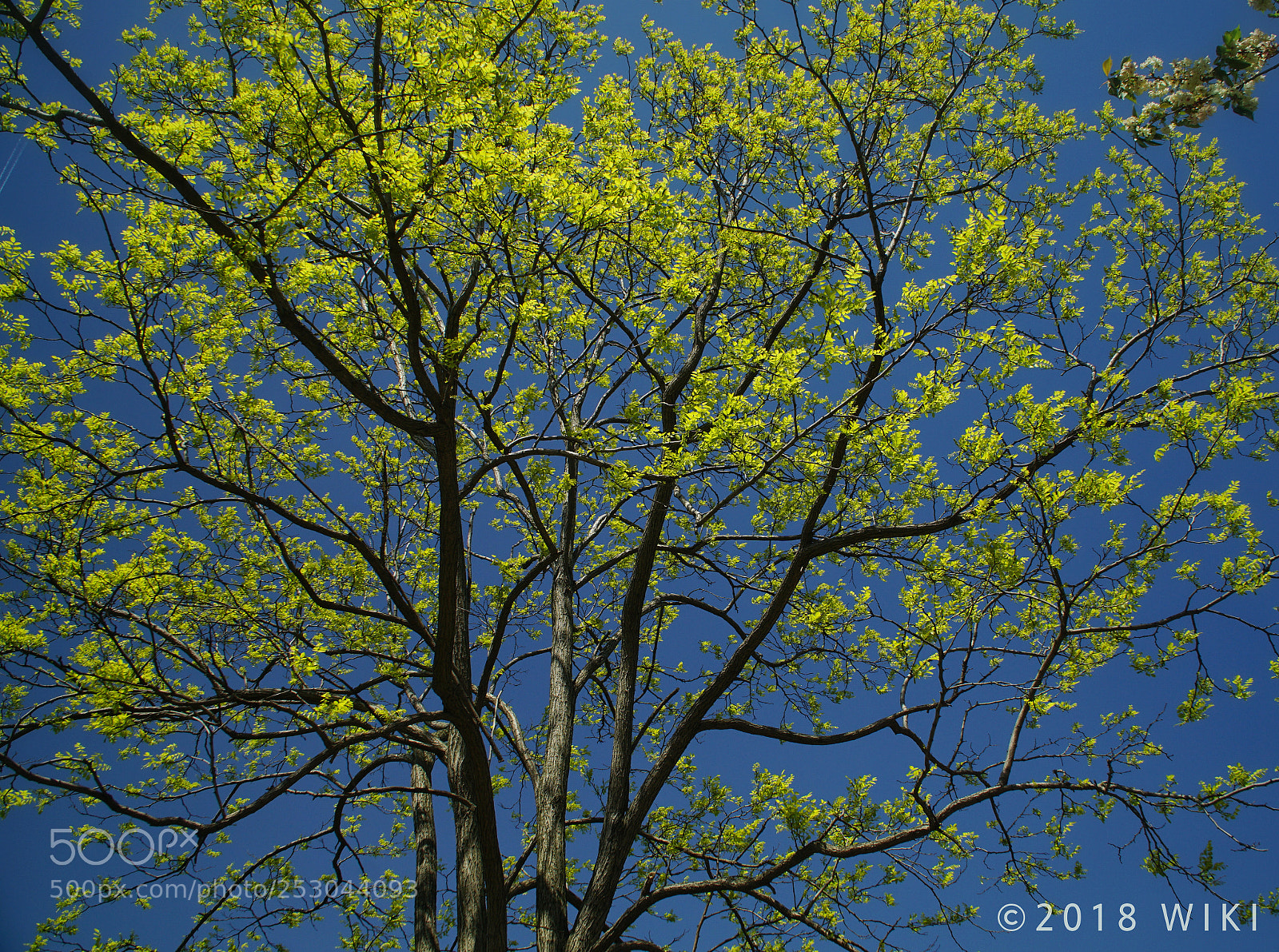 Sony a5100 sample photo. A nice day photography