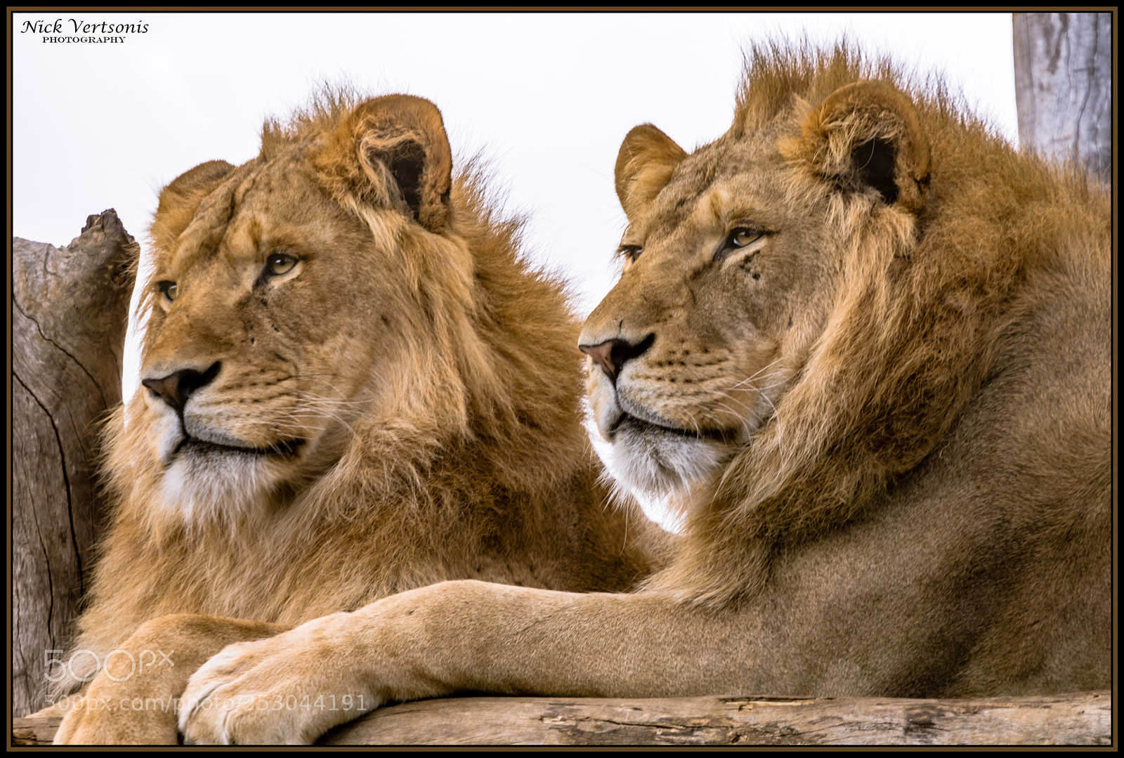 Nikon D7200 sample photo. Brothers in arms... photography