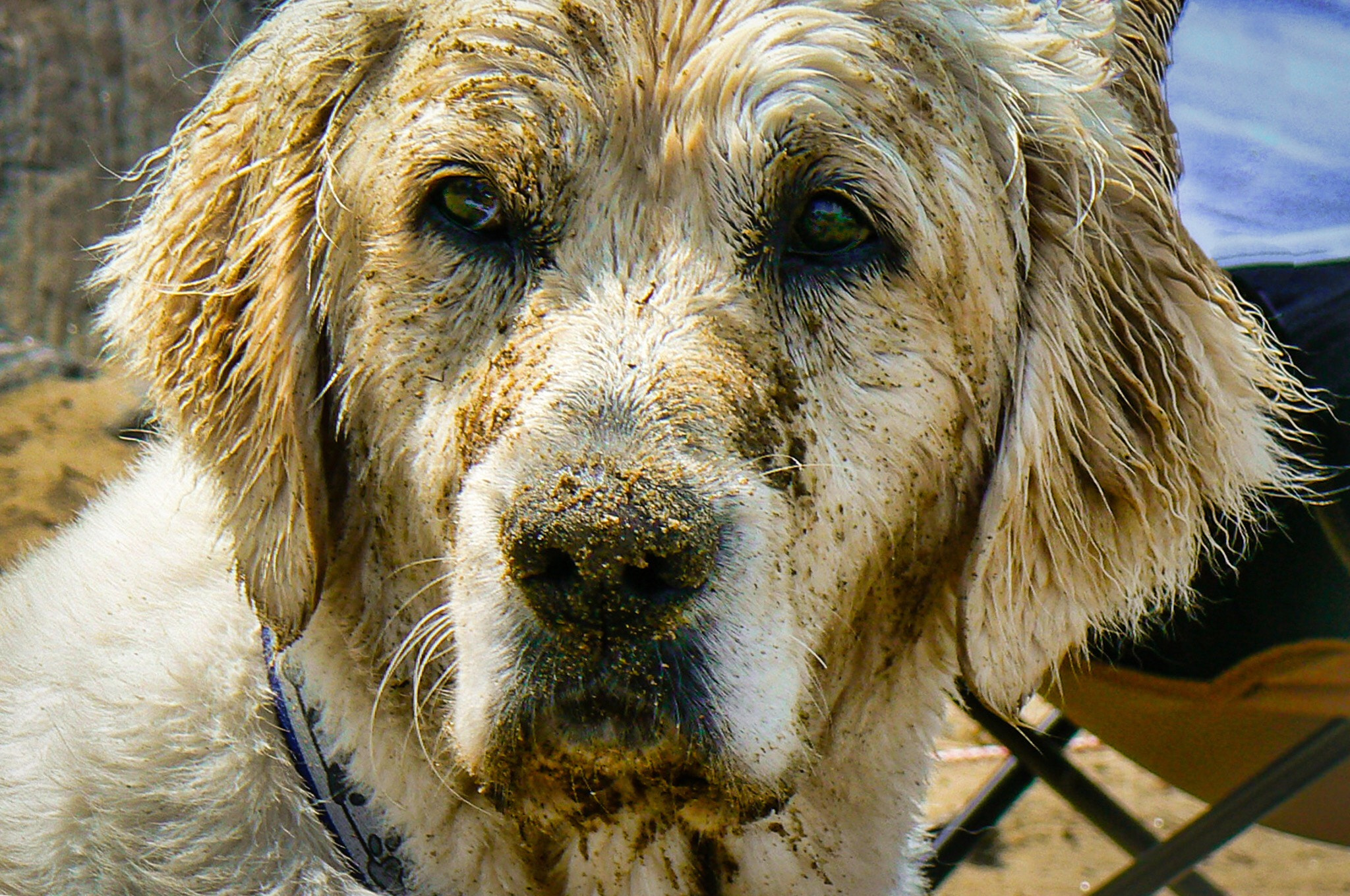 Panasonic DMC-FZ7 sample photo. Sandy face golden photography