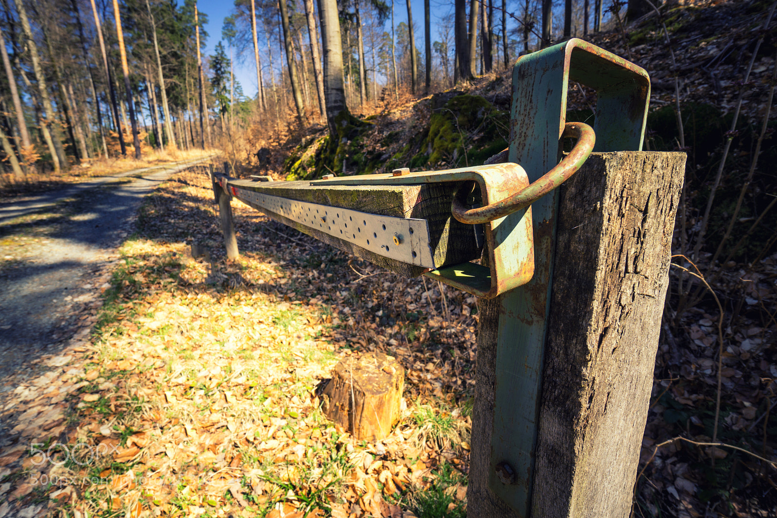 Sony a6000 sample photo. Forest view to the photography