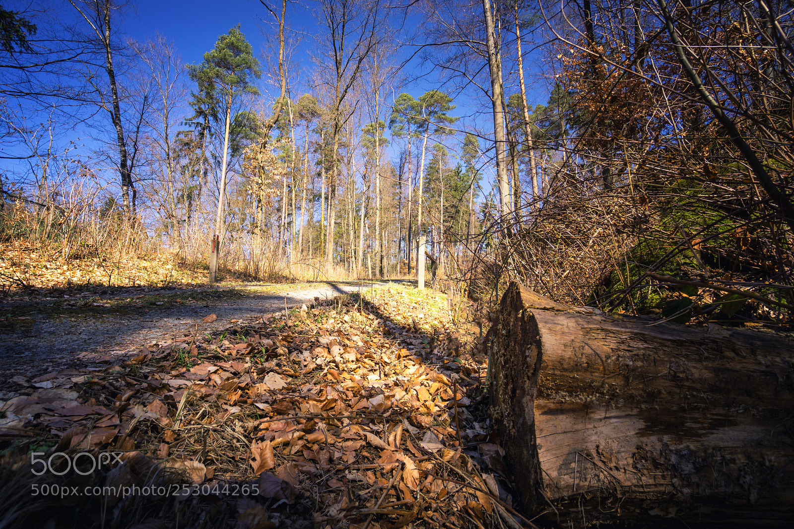 Sony a6000 sample photo. Forest view to the photography