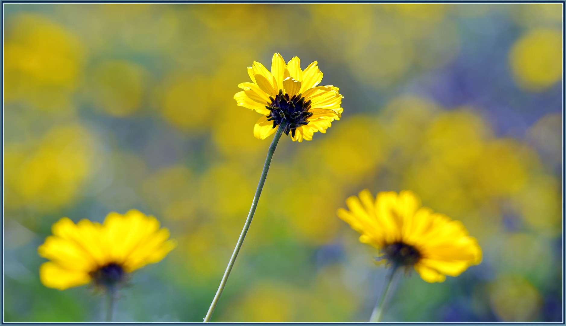 Sigma 120-400mm F4.5-5.6 DG OS HSM sample photo. Spring wildflowers photography