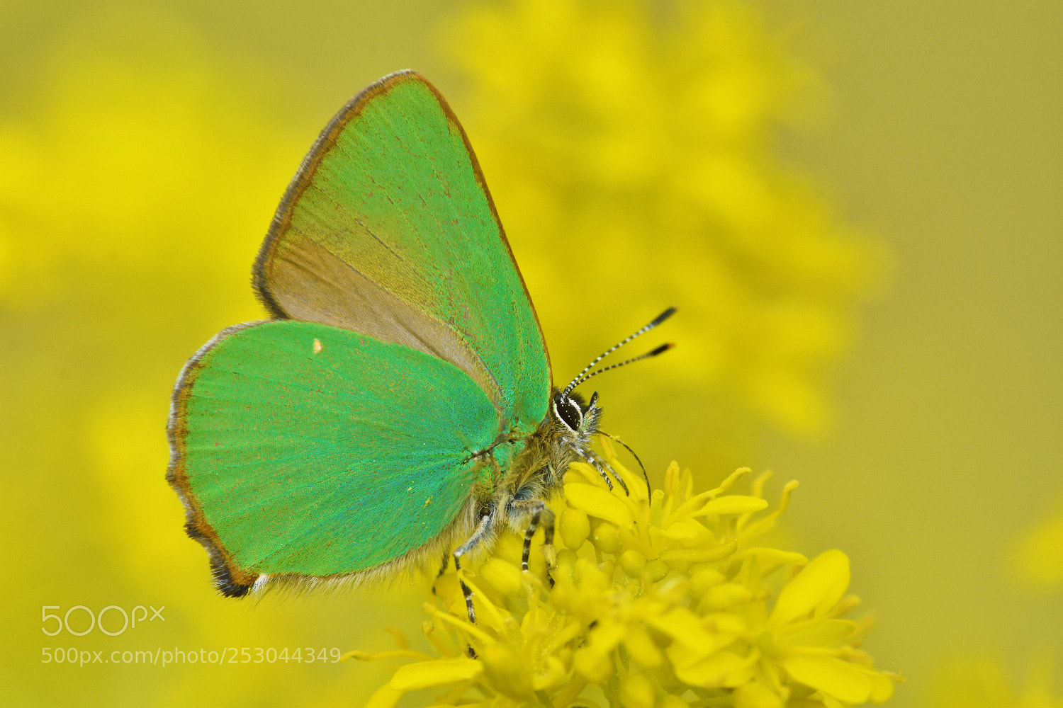Nikon D7200 sample photo. Callophrys rubi photography