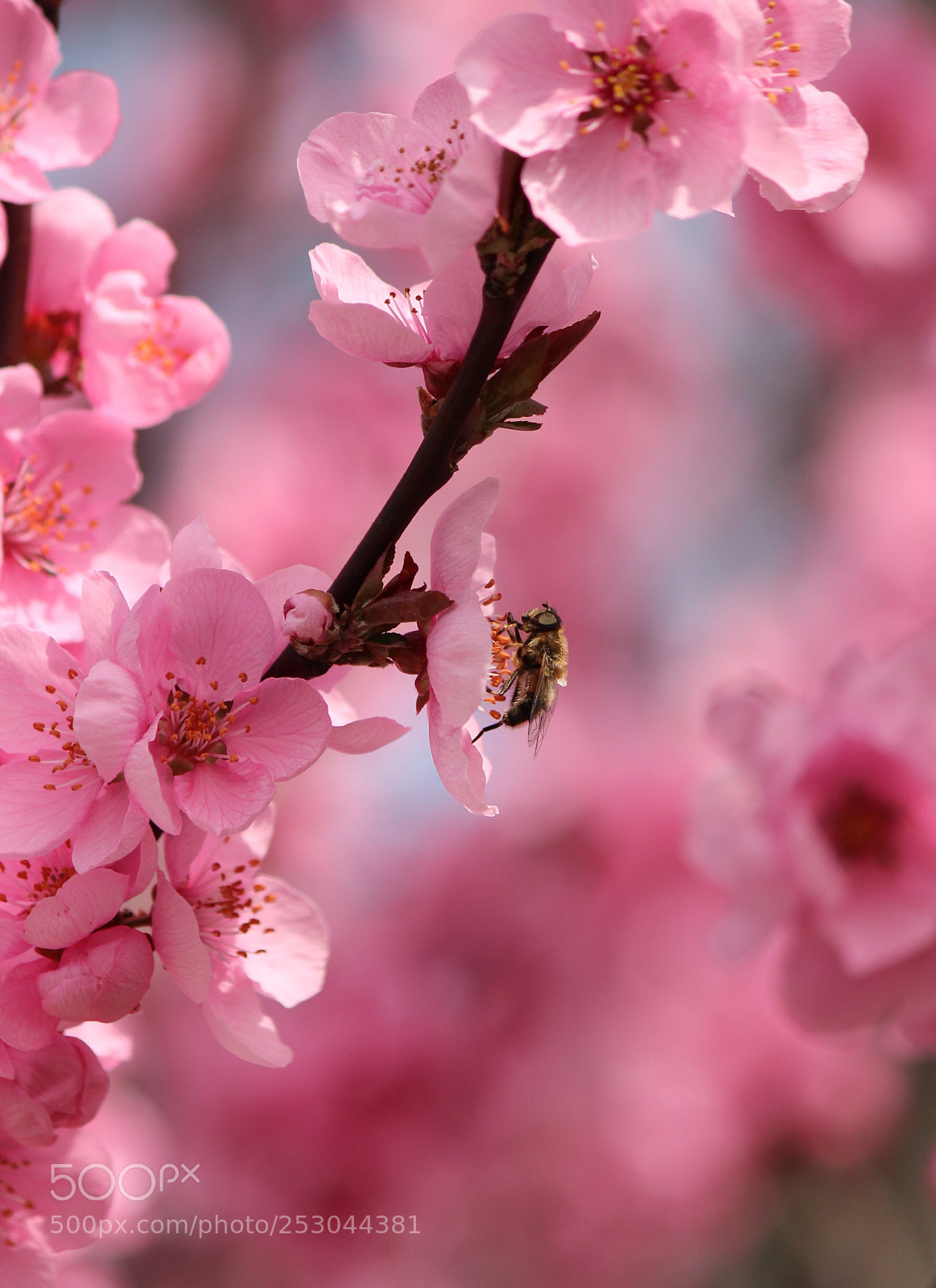 Canon EOS 600D (Rebel EOS T3i / EOS Kiss X5) sample photo. Springtime photography
