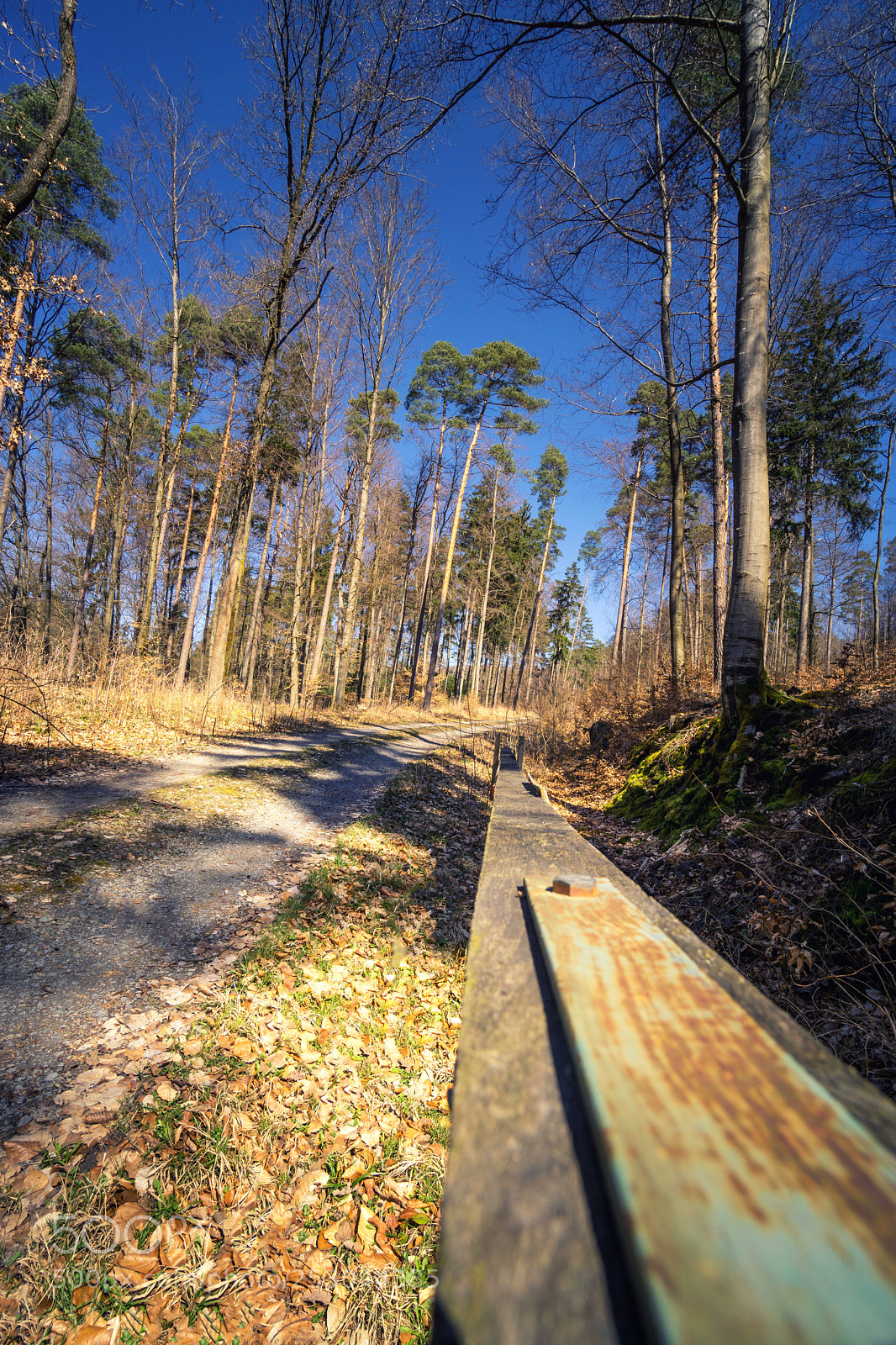 Sony a6000 sample photo. Forest view to the photography