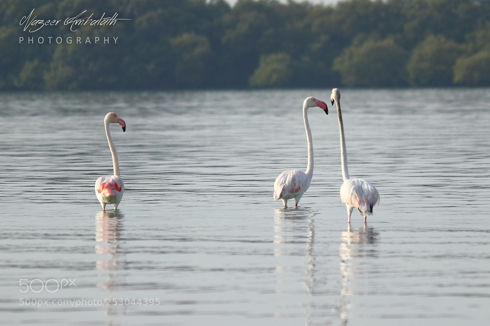 Canon EOS 80D sample photo. Untitled photography