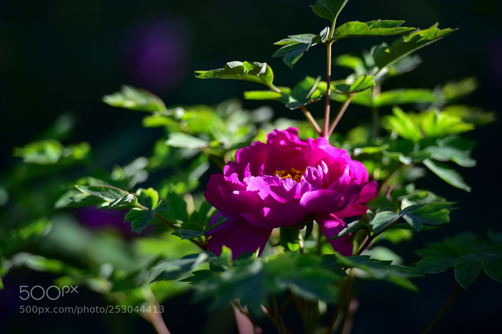 Nikon D810 sample photo. 牡丹 photography