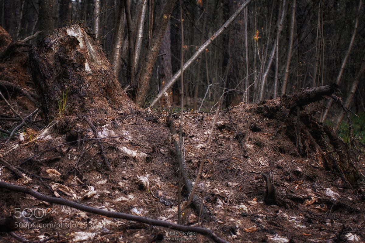 Olympus PEN E-PL5 sample photo. Stump photography