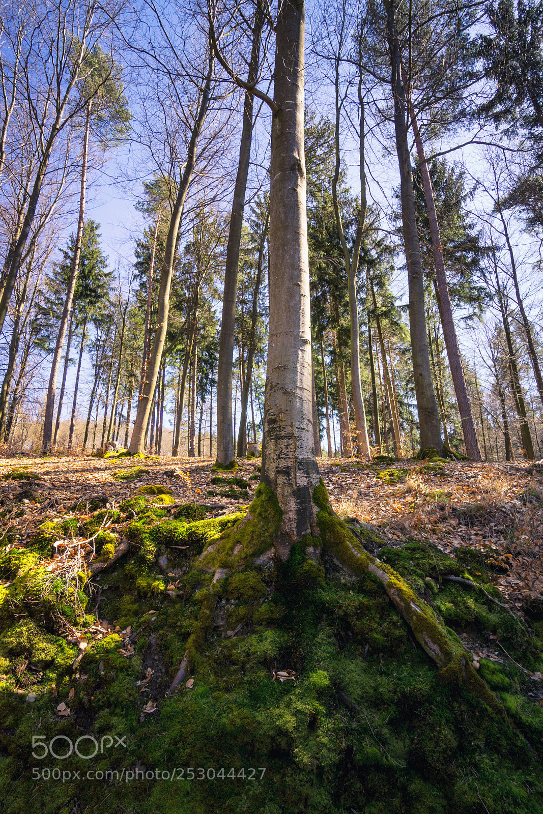 Sony a6000 sample photo. Forest view to the photography