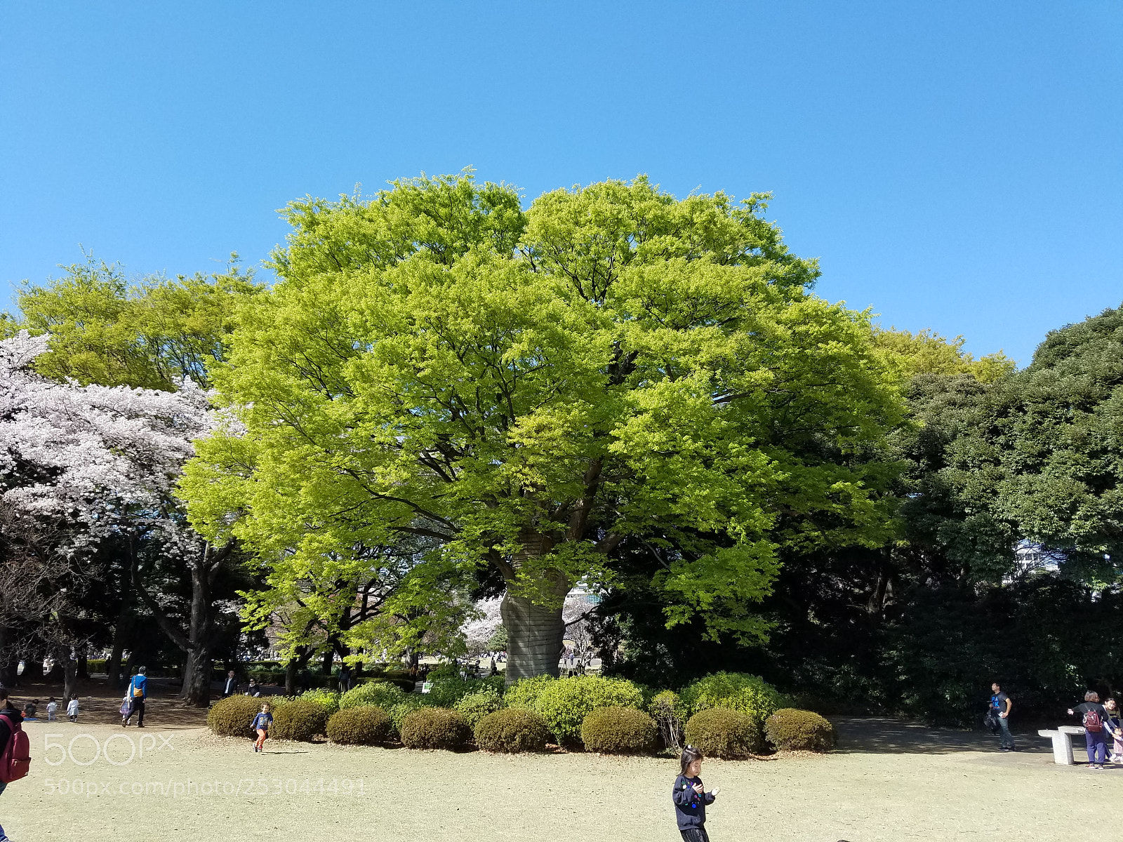 Samsung Galaxy S7 Edge sample photo. Startlingly green photography