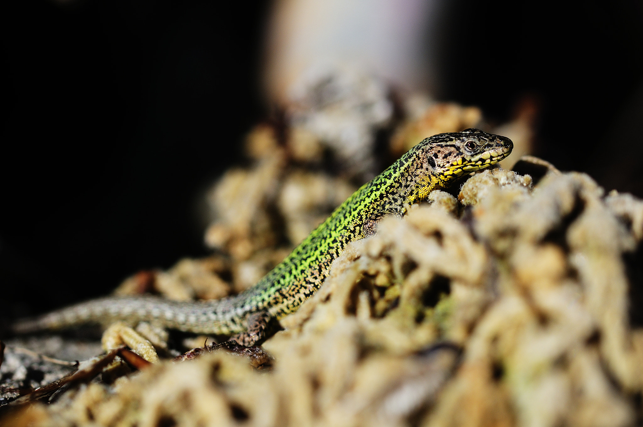 Sigma 105mm F2.8 EX DG OS HSM sample photo. Podarcis bocagei photography