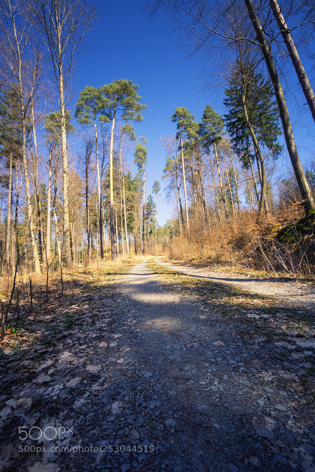 Sony a6000 sample photo. Forest view to the photography